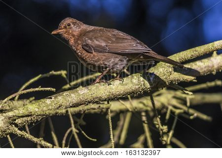 Blackbird (turdus Merula)