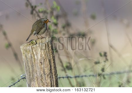 Robin Redbreast (erithacus Rubicula)