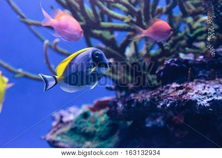 Powderblue tang fish Acanthurus leucosternon on a coral reef.