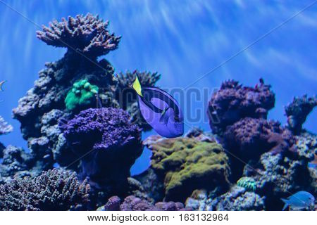 Palette tang fish, Paracanthurus hepatus, is also called the royal blue tang and can be found on a tropical reef in the ocean.