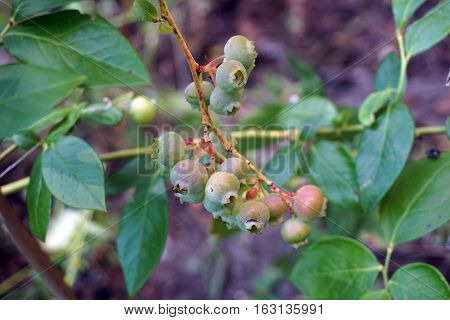 Blueberries ripen on a blueberry bush (Vaccinium corymbosum) in a garden in Harbor Springs, Michigan during August.