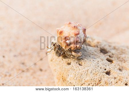 Hermit Crab On The Beach