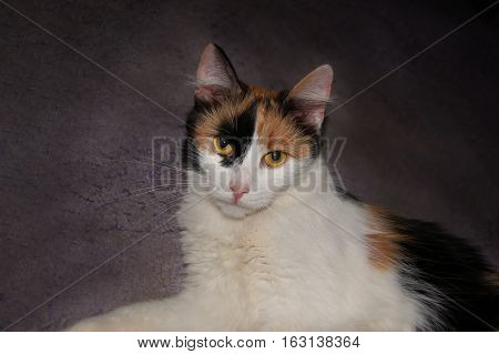 Calico cat lying on grey carpet room