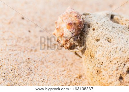 Hermit Crab On The Beach