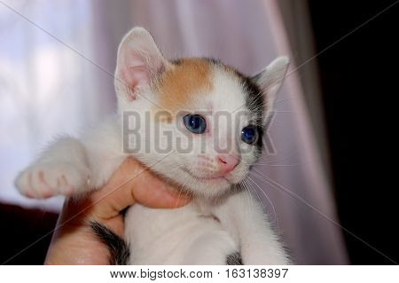 Blue eyed calico kitten hanging on human arm