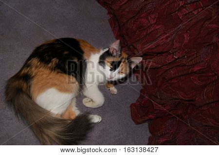 Calico cat lying on grey carpet near maroon curtain