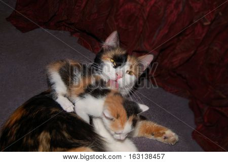 Calico cat licking her kitten on grey carpet