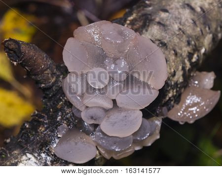 Toothed jelly fungus or false hedgehog mushroom Pseudohydnum gelatinosum growing on dead wood macro selective focus shallow DOF