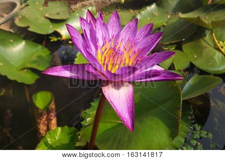 Picture is close-up to purple lotus flower
