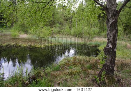 Danese dello stagno In primavera