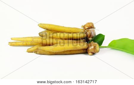 finger root Ingredients for Thai Cuisine on white background