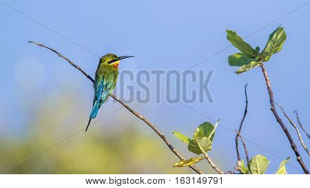 Blue-tailed bee-eater in Kalpitiya, Sri Lanka ; specie Merops philippinus family of meropidae