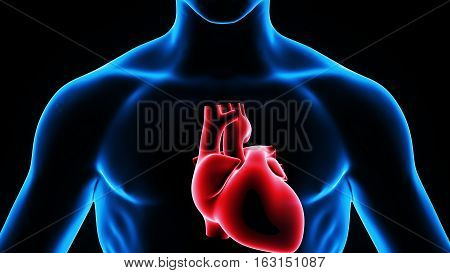 3d illustration human body heart.human body organs.