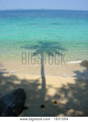 Perhentian Palm