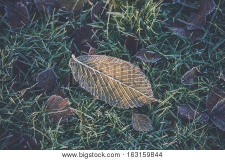 Frost on a frozen leaf in the green grass on a lawn in the morning sun