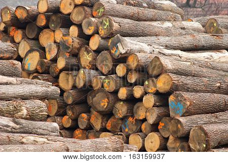 Oak Trunks 1