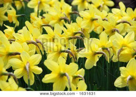 Uitgeleend lelie bloemen bloeien In Kiev botanische tuin