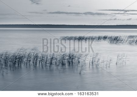 Reeds In The Lake