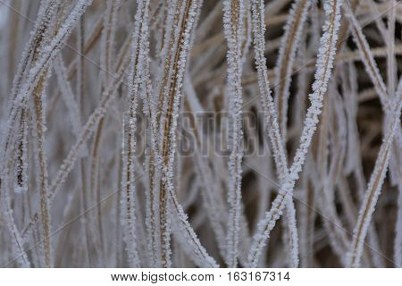 Grass covered with hoar frost, close up. Grass covered with frost in the cold winter day. Background texture of dry grass covered with hoarfrost