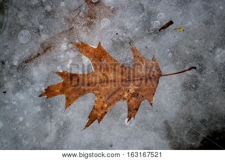 Yellow dry leaf frozen in ice in late autumn