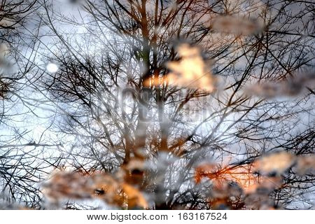 Bare trees reflected in a puddle in the late autumn