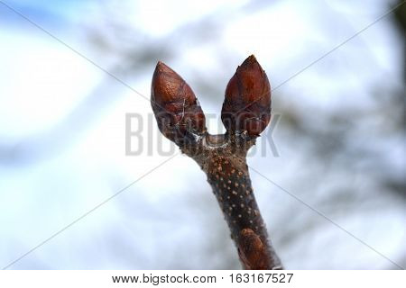 two dormant buds chestnut tree on a background of a bright sky in the late autumn