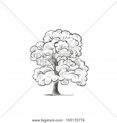 Oak Tree skech illustration drawing hand. tree silhouette vector eps10