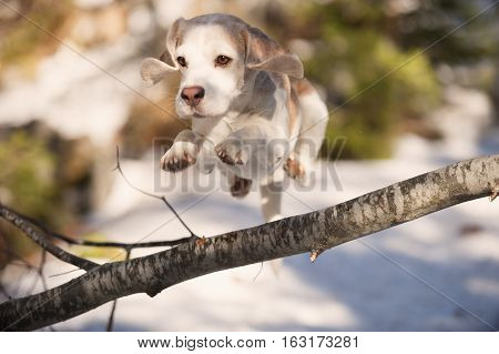 Beagle jumping over fallen tree in nature. It is beautiful sunny day.