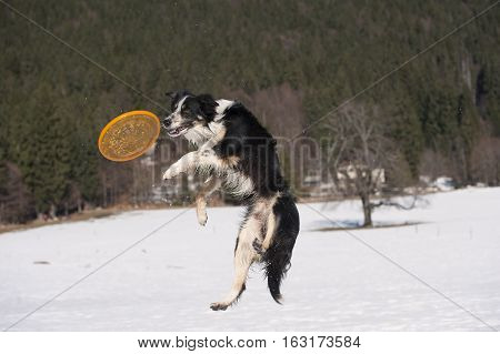 Jumping Border Collie trying to catch a toy in the air