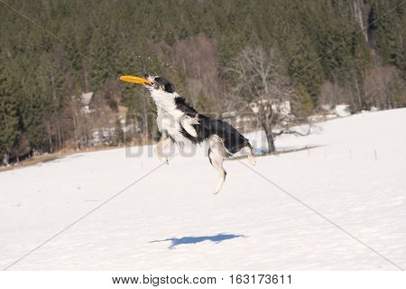 Border Collie catch a flying toy. It is sunny winter time