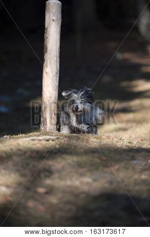 Cute fluffy dog turning round the pole