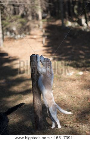 Dog stretching his body and trying to get biscuit on top of the wooden post