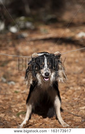 Cute border collie performing to be monkey - hanging