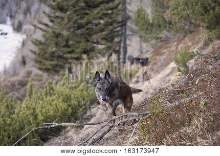 Belgian Shepherd train for agility competition on a daily walk in forest. He is jumping over fallen tree.