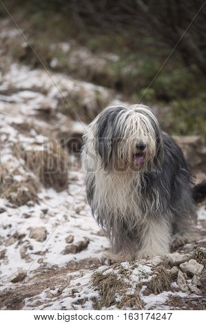 Beautiful Bearded Collie on walk in nature