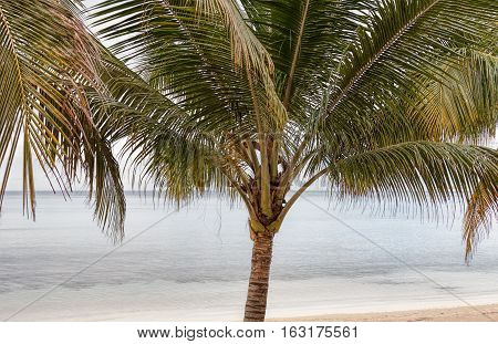 A palm tree Arecaceae on a beach near the ocean. Location is Jamaica.