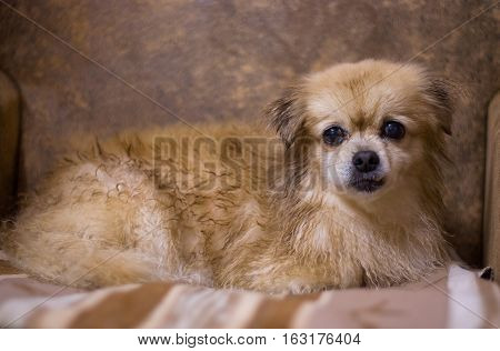 Portrait of long haired chihuahua closeup in old-fashioned decor.