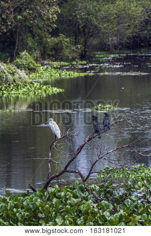 Little egret and little cormorant Indian roller in Thabbowa sanctuary, Puttalam,Sri Lanka