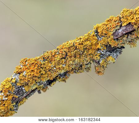 picture of a yellow funghi on a tree close-up