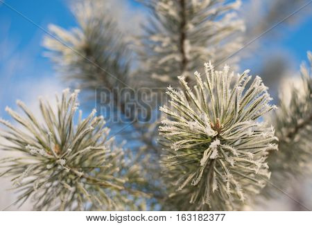Winter background. Tree in frost. Pine tree branches covered with hoarfrost. Frosted fir-tree. Christmas background with a coniferous branch in snow. Fir tree covered with snow under morning sunbeams