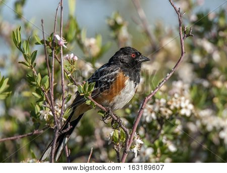 A beautiful male Spotted Towhee with its red eye and chestnut sides perches high in a brush in the arid Utah scrubland.