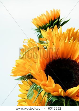 Bouquet of big sunflowers on white background