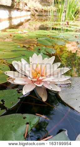 Beautiful water lilly water plant in a pond