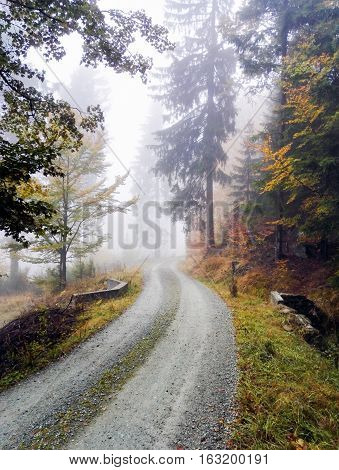Winding road in the autumn forest landscape