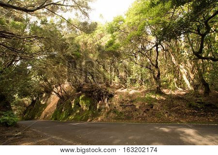 Road TF-12 in Anaga Rural Park - ancient forest on Tenerife Canary Islands winter travel destination