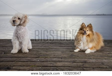 white poodle mongrel and a shetland sheepdog lies on wood planks