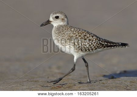 Black-bellied Plover Foraging On A Florida Beach