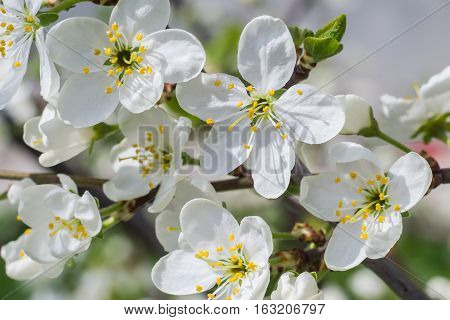 The beautiful white cherry flowers spring blossom