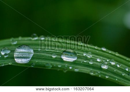 Green leaf with drops of water with reflection