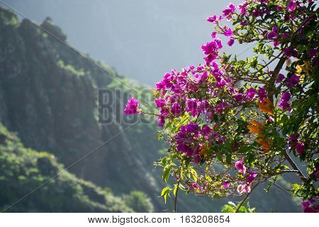 Bright purple Bougainvillea plant flowers in sunlight winter on Tenerife